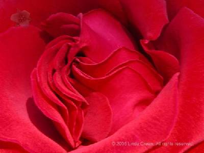 Red Rose 2